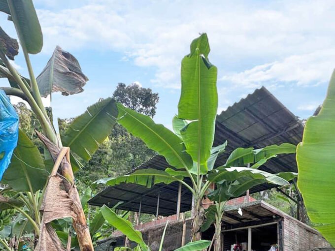 finca en venta vía La Cabaña Manizales sector El Chuzo