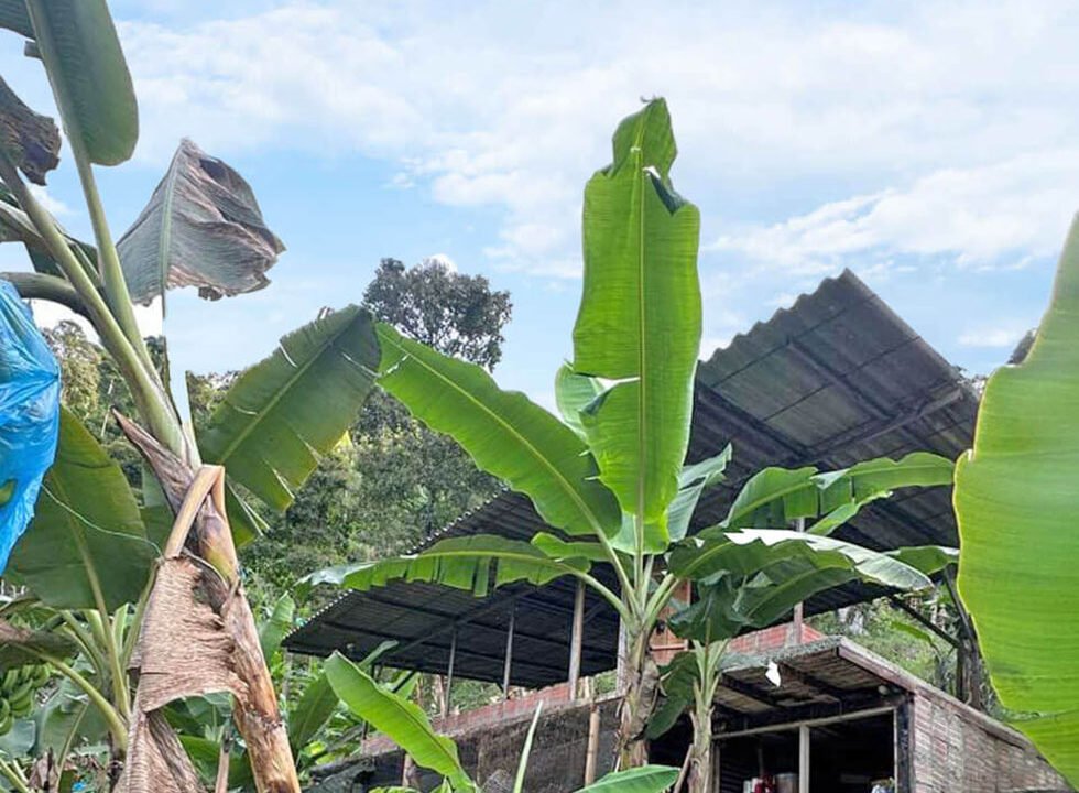 finca-en-venta-cia-la-cabaña-vereda-el-chuzo-produccion-platano-im-1