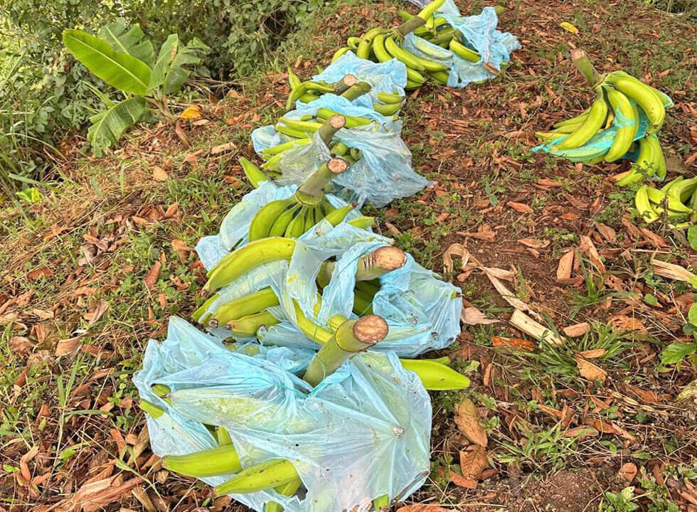 finca-en-venta-cia-la-cabaña-vereda-el-chuzo-produccion-platano-im-6