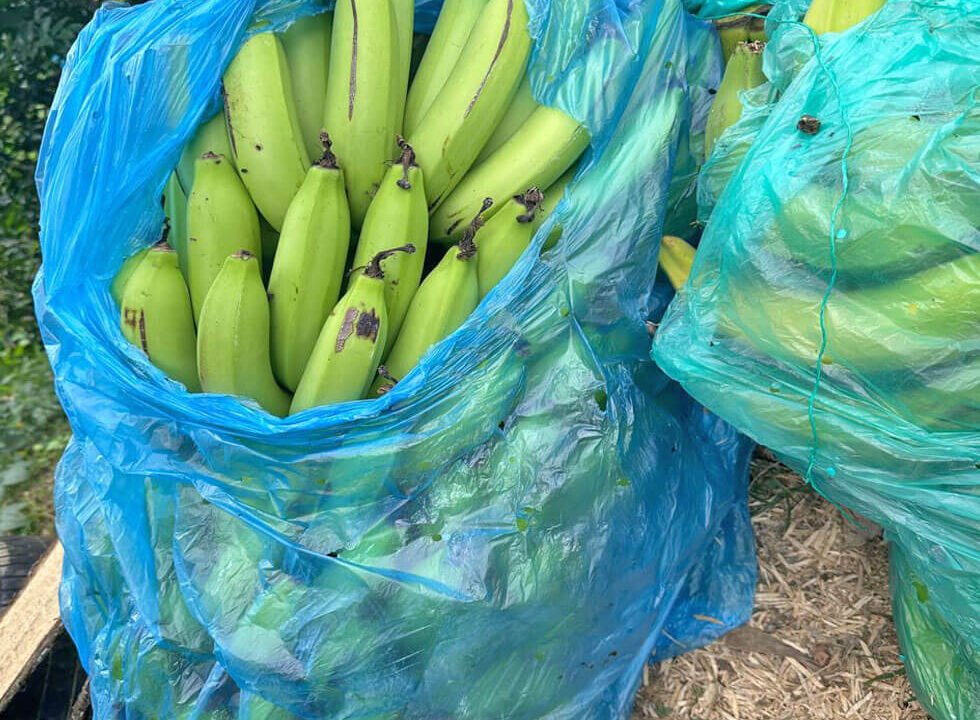 finca-en-venta-cia-la-cabaña-vereda-el-chuzo-produccion-platano-im-7