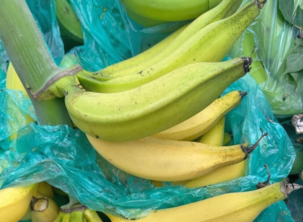 finca-en-venta-cia-la-cabaña-vereda-el-chuzo-produccion-platano-im-8