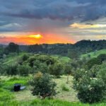Finca productora de aguacate Hass en Padua Tolima con 35 hectáreas de cultivo tecnificado.