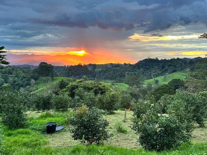 Finca productora de aguacate Hass en Padua Tolima con 35 hectáreas de cultivo tecnificado.