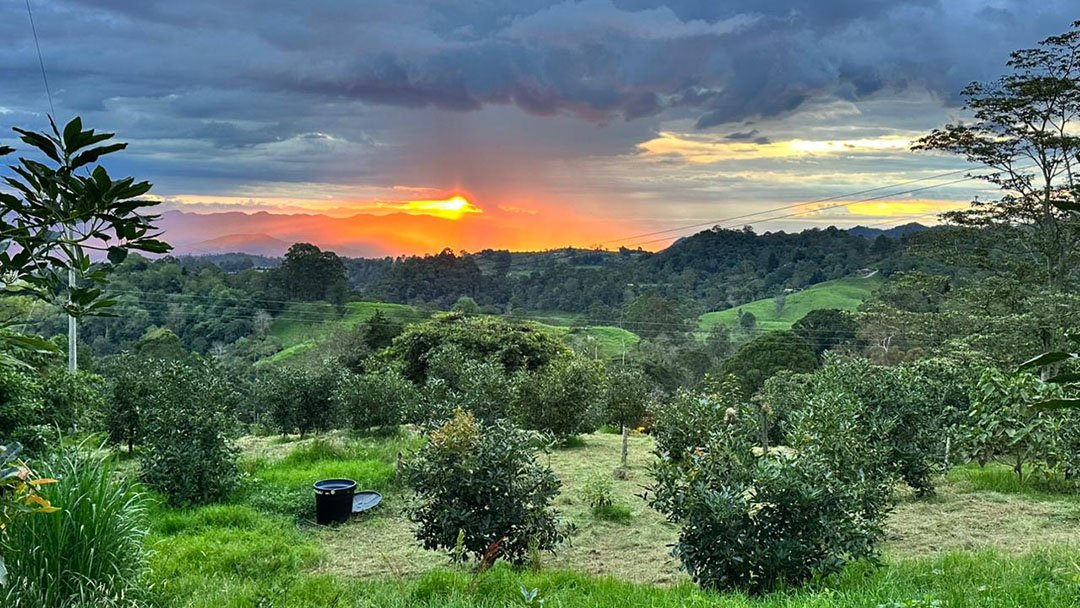 venta-finca-productora-aguacate-hass-padua-fresno-tolima-2