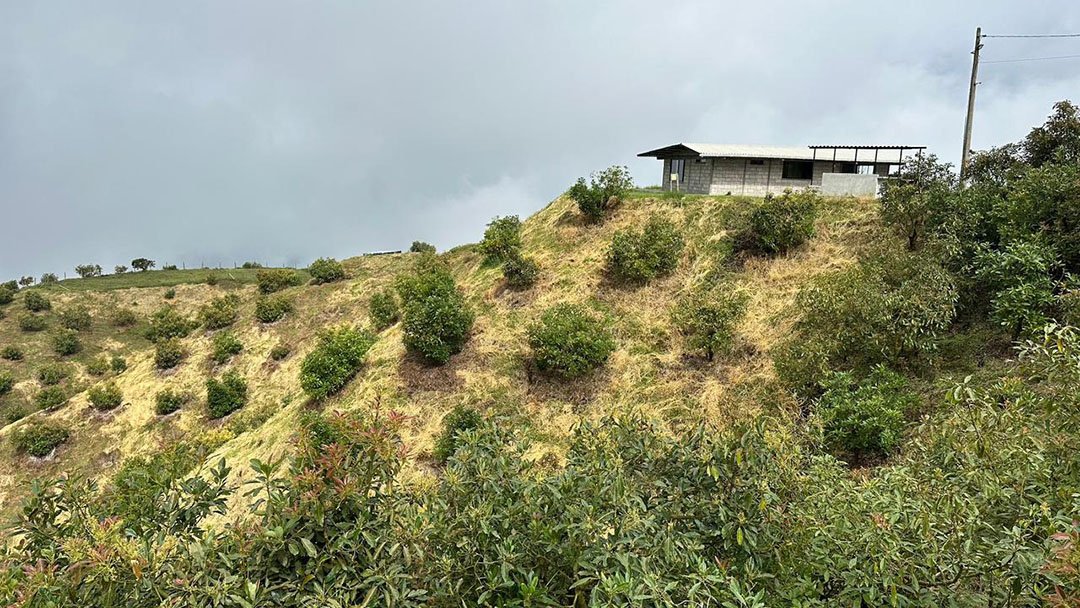 venta-finca-productora-aguacate-hass-padua-fresno-tolima-3