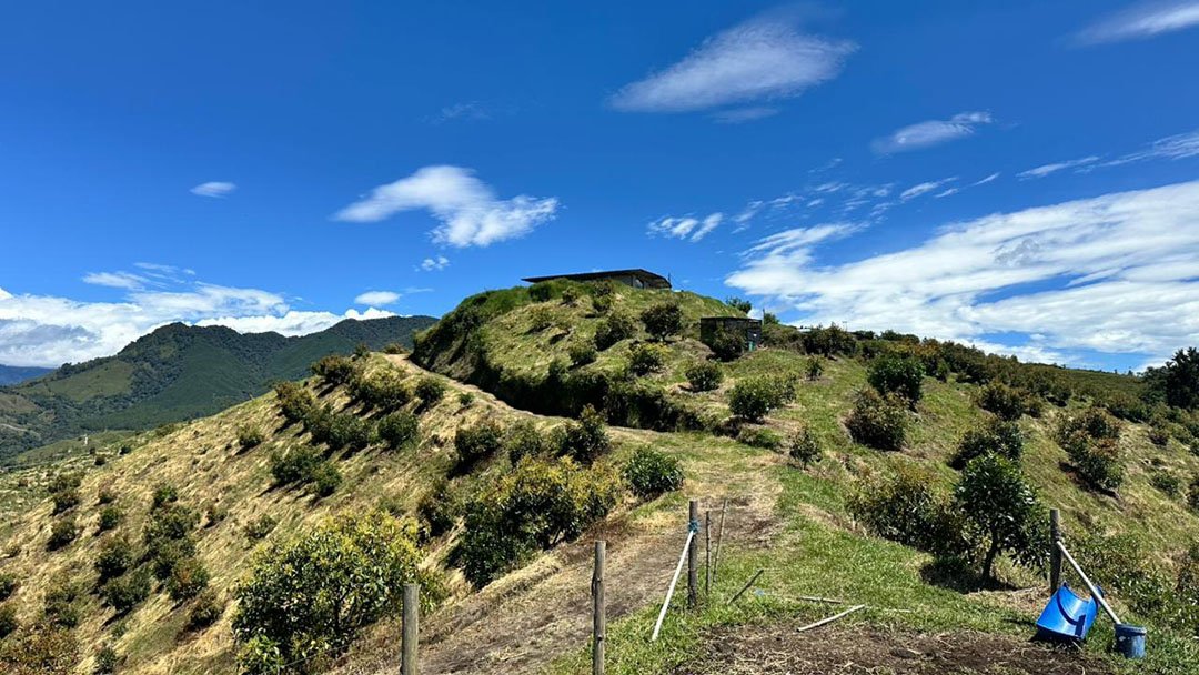 venta-finca-productora-aguacate-hass-padua-fresno-tolima-4