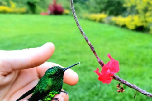 venta_casa_campestre_piscina_san_peregrino_manizales_im_5